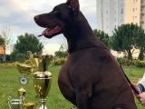 Şampiyonun Yavrulari Ülkenin En Iyilerinden