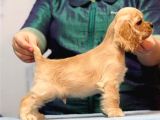 Orijinal veteriner kontrollü İngiliz cocker bebekler