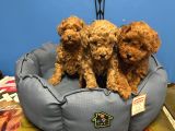 Irk Garanti̇li̇ Toy Poodle Yavrular