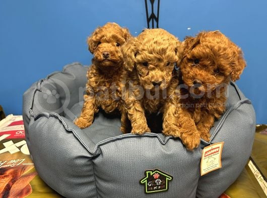 Irk Garanti̇li̇ Toy Poodle Yavrular görsel