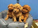 Irk Garanti̇li̇ Toy Poodle Yavrular
