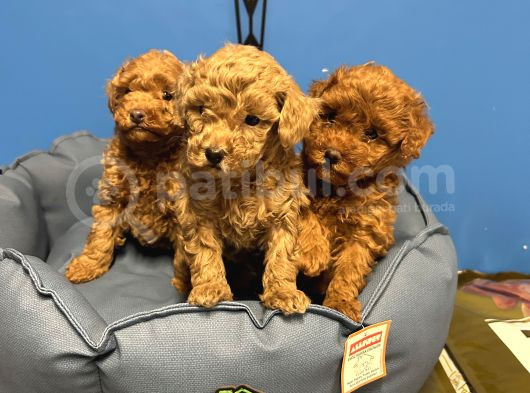 Irk Garanti̇li̇ Toy Poodle Yavrular görsel