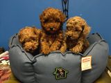 Irk Garanti̇li̇ Toy Poodle Yavrular