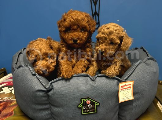 Irk Garanti̇li̇ Toy Poodle Yavrular görsel