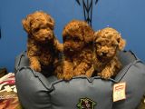 Irk Garanti̇li̇ Toy Poodle Yavrular