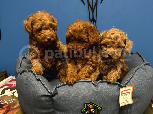 Irk Garanti̇li̇ Toy Poodle Yavrular görsel