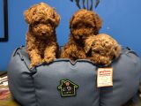 IRK GARANTİLİ TOY POODLE YAVRULAR