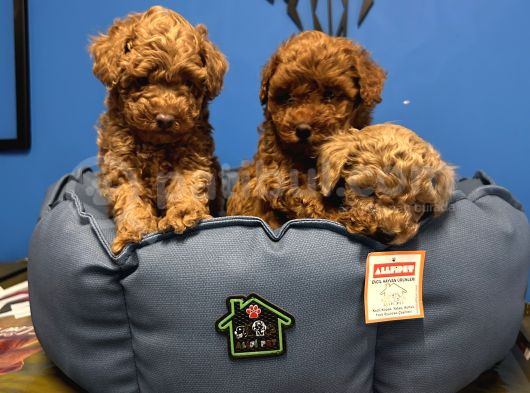 Irk Garanti̇li̇ Toy Poodle Yavrular