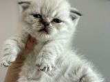 Scotich Fold Ve British Shorthair Kardeşler