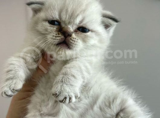 Scotich Fold Ve British Shorthair Kardeşler görsel