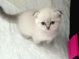 Scotich Fold Ve British Shorthair Kardeşler