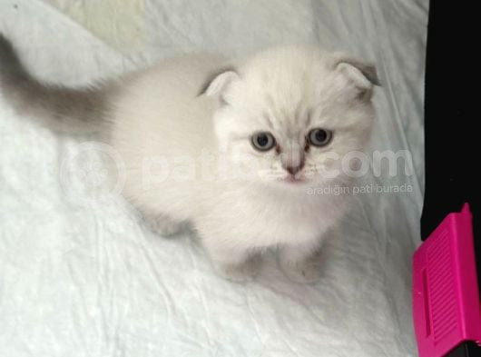 Scotich Fold Ve British Shorthair Kardeşler görsel