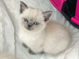 Scotich Fold Ve British Shorthair Kardeşler