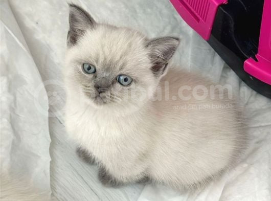 Scotich Fold Ve British Shorthair Kardeşler görsel