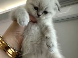 Scotich Fold Ve British Shorthair Kardeşler