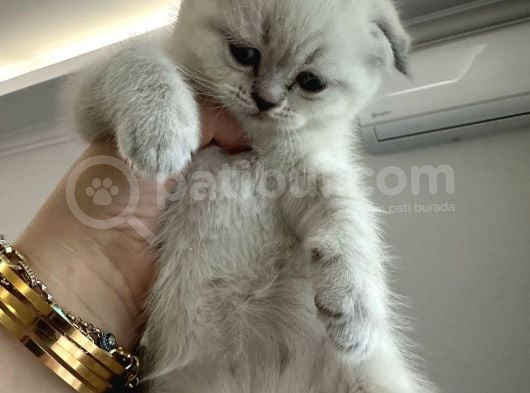 Scotich Fold Ve British Shorthair Kardeşler görsel