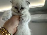 Scotich fold ve british shorthair kardeşler