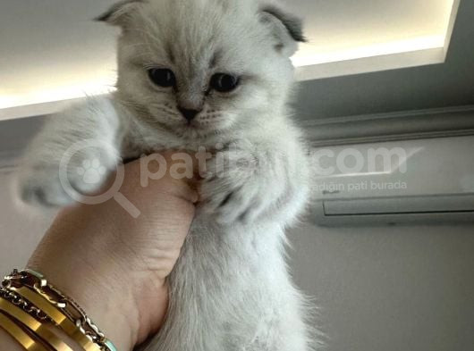 Scotich Fold Ve British Shorthair Kardeşler