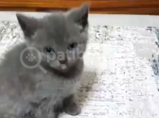 Oyuncu Yavrumuz Teslime Hazır görsel