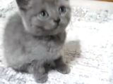 Oyuncu yavrumuz teslime hazır