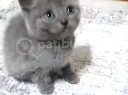 Oyuncu Yavrumuz Teslime Hazır