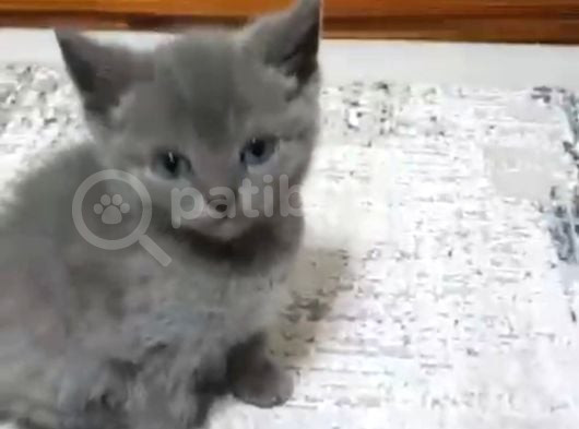 Oyuncu Yavrumuz Teslime Hazır görsel