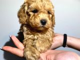 Safkan Orji̇nal Toy Poodle Yavrularimiz