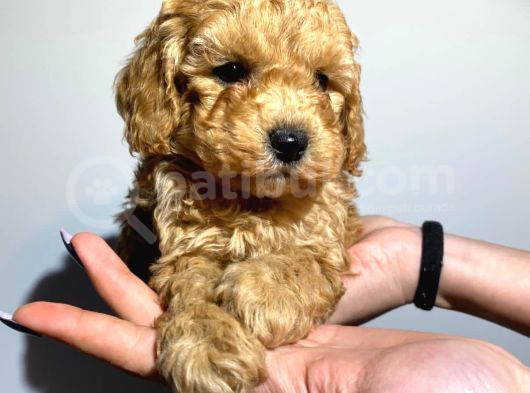 Safkan Orji̇nal Toy Poodle Yavrularimiz görsel
