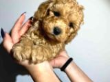 Safkan Orji̇nal Toy Poodle Yavrularimiz