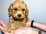 Safkan Orji̇nal Toy Poodle Yavrularimiz