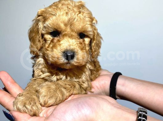 Safkan Orji̇nal Toy Poodle Yavrularimiz görsel