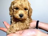 SAFKAN ORJİNAL TOY POODLE YAVRULARIMIZ