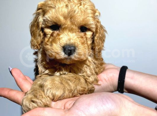 Safkan Orji̇nal Toy Poodle Yavrularimiz