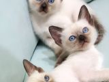 Siyamve britishshorthair guzellikleri