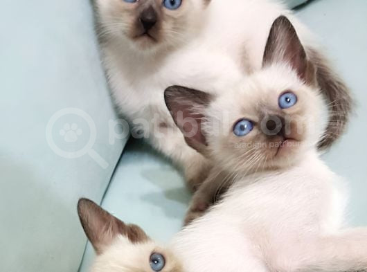 Siyamve Britishshorthair Guzellikleri
