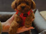 Poodle Yavrularimiz