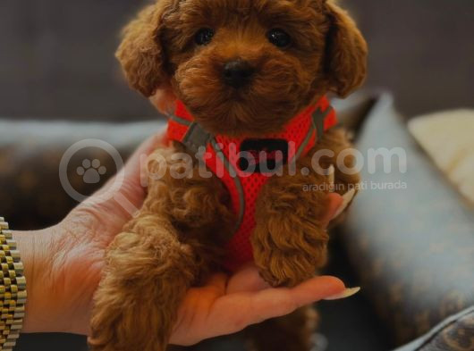 Poodle Yavrularimiz görsel