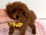 Red braw kıpkırmızı ev üretimi TOOY POODLE
