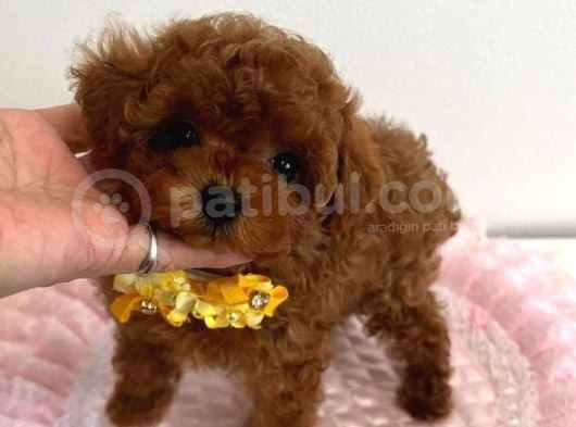 Red Braw Kıpkırmızı Ev Üretimi Tooy Poodle