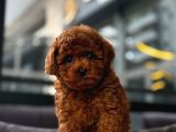 Toy Poodle Red Brown Yavrumuz