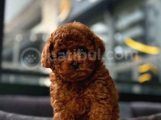 Toy Poodle Red Brown Yavrumuz görsel
