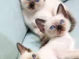 Siyamve Britishshorthair Guzellikleri