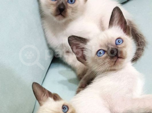 Siyamve Britishshorthair Guzellikleri görsel