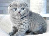 Mavi Boncuğum Gri Scottish Fold