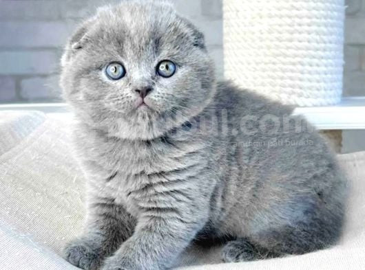 Mavi Boncuğum Gri Scottish Fold