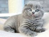 Mavi Boncuğum Gri Scottish Fold