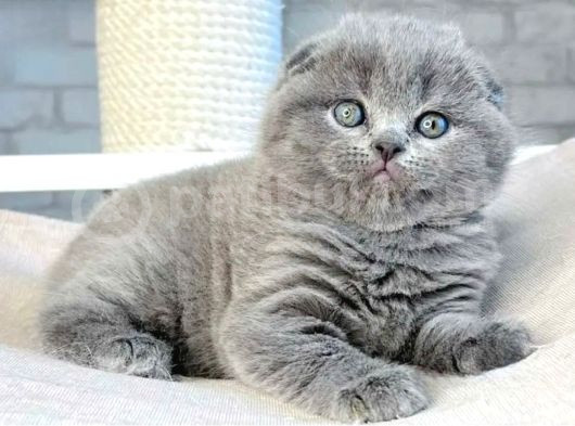 Mavi Boncuğum Gri Scottish Fold görsel