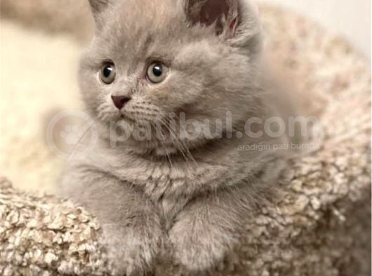 Masum Bebek Lilac British Shorthair görsel