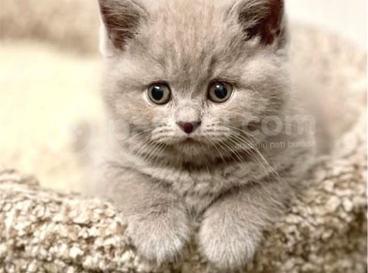 Masum Bebek Lilac British Shorthair