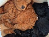 Evimizde Bakılan Orjinal Toy Poodle Yavrular